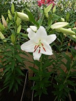 [4284 Premium Blond VWS No01.JPG]